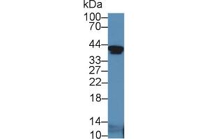 Western blot analysis of Mouse Serum, using Mouse IGFBP2 Antibody (5 µg/ml) and HRP-conjugated Goat Anti-Rabbit antibody ( (IGFBP2 anticorps  (AA 24-305))