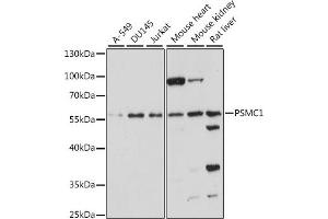 Western blot analysis of extracts of various cell lines, using PSMC1 antibody (ABIN7269584) at 1:1000 dilution.