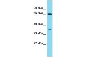 Host: Rabbit  Target Name: Olr1087  Sample Tissue: Rat Spleen lysates  Antibody Dilution: 1. (Olr1087 anticorps  (C-Term))