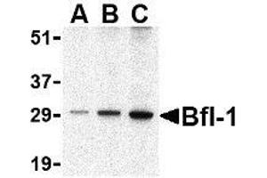 Western blot analysis of Bfl-1 in human kidney tissue lysate with AP30142PU-N Bfl-1 antibody at (A) 0.