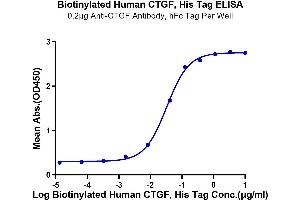 Immobilized Anti-CTGF Antibody at 2 μg/mL (100 μL/well) on the plate.