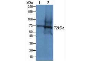 Western blot analysis of (1) Human Lung Tissue and (2) Mouse Testis Tissue. (Dystrophin anticorps  (AA 3048-3328))