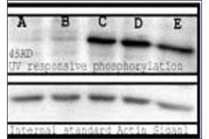 Image no. 1 for anti-Phosphoserine (phosphorylated) antibody (ABIN264875) (Phosphoserine anticorps  (phosphorylated))