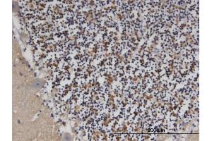 Immunoperoxidase of monoclonal antibody to PDE9A on formalin-fixed paraffin-embedded human cerebellum.