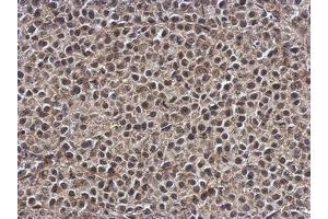 Image no. 1 for anti-Smg-7 Homolog, Nonsense Mediated mRNA Decay Factor (SMG7) (AA 719-1003) antibody (ABIN1501000)