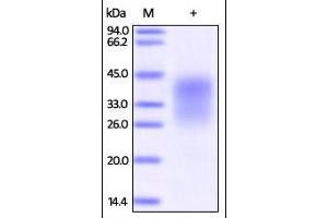 Human PD-1, His Tag (HPLC-verified) on SDS-PAGE under reducing (R) condition. (PD-1 Protein (AA 25-167) (His tag))