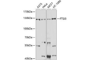 Western blot analysis of extracts of various cell lines, using FTSJ3 antibody (ABIN6131656, ABIN6140799, ABIN6140800 and ABIN6225346) at 1:1000 dilution. (FTSJ3 anticorps  (AA 608-847))