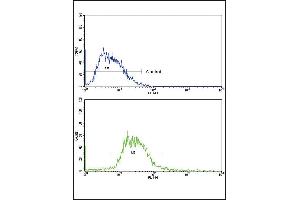 Flow cytometric analysis of HepG2 cells using GCG Antibody (N-term)(bottom histogram) compared to a negative control cell (top histogram). (Glucagon anticorps  (N-Term))