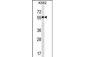 FRMD8 Antibody (N-term) (ABIN1539581 and ABIN2849771) western blot analysis in K562 cell line lysates (35 μg/lane). (FRMD8 anticorps  (N-Term))