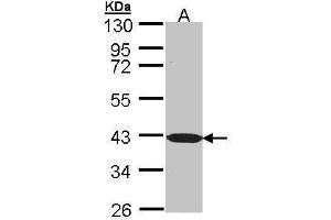 WB Image Sample (30 ug of whole cell lysate) A: Molt-4 , 10 % SDS PAGE antibody diluted at 1:1000 (BEND5 anticorps)