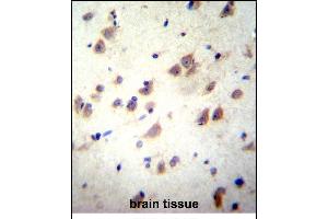 GRIN3B Antibody (C-term) (ABIN656225 and ABIN2845542) immunohistochemistry analysis in formalin fixed and paraffin embedded human brain tissue followed by peroxidase conjugation of the secondary antibody and DAB staining. (GRIN3B anticorps  (C-Term))