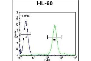 CNIH2 Antibody (N-term) (ABIN655476 and ABIN2844999) flow cytometric analysis of HL-60 cells (right histogram) compared to a negative control cell (left histogram). (CNIH2 anticorps  (N-Term))