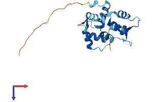 AlphaFold protein structure predicition of Human Recombinant MYL7 Protein, UniprotID Q01449