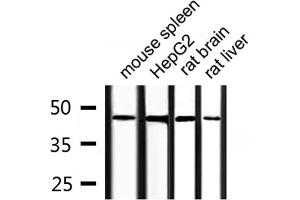 Western blot analysis of extracts from HepG2, mouse spleen, rat liver, rat brain, using COPS3 Antibody. (COPS3 anticorps  (C-Term))