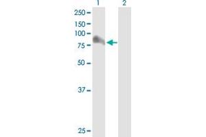 Western Blot analysis of ARHGAP26 expression in transfected 293T cell line by ARHGAP26 MaxPab polyclonal antibody.
