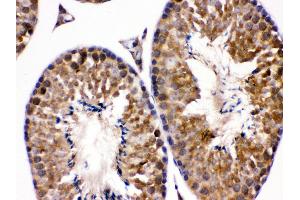 Anti- EDNRB Picoband antibody, IHC(P) IHC(P): Mouse Testis Tissue