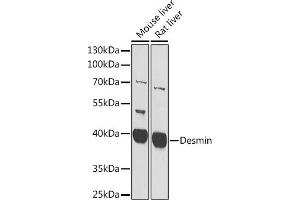 Western blot analysis of extracts of C2C12 cells, using Desmin antibody  at 1:400 dilution. (Desmin anticorps  (AA 1-200))