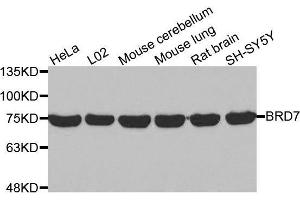 Western blot analysis of extracts of various cell lines, using BRD7 antibody. (BRD7 anticorps  (AA 1-95))