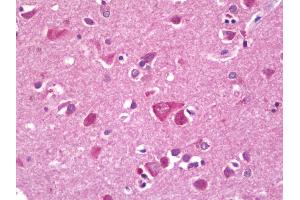 Anti-RPL38 / L38 antibody IHC staining of human brain, cortex. (RPL38 anticorps  (FITC))