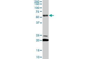 EBF3 monoclonal antibody (M05), clone 8D6.