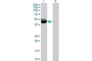 Western Blot analysis of NOV expression in transfected 293T cell line by NOV MaxPab polyclonal antibody. (NOV anticorps  (AA 1-357))