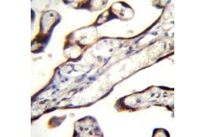 GDF15 antibody immunohistochemistry analysis in formalin fixed and paraffin embedded human placenta tissue.