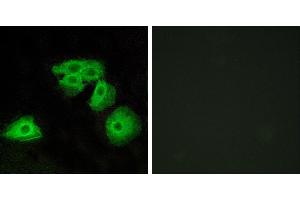 Peptide - +Immunofluorescence analysis of HeLa cells, using ADORA3 antibody. (Adenosine A3 Receptor anticorps)
