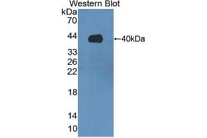 Western Blotting (WB) image for anti-V-Set Domain Containing T Cell Activation Inhibitor 1 (VTCN1) (AA 153-241) antibody (ABIN1860948)
