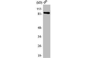 Western Blot analysis of 293 cells using ARHGEF19 Polyclonal Antibody (ARHGEF19 anticorps  (Internal Region))