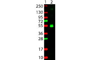 Western Blot showing detection of Monkey IgG Gamma Chain. (Chèvre anti-Singe IgG (Heavy Chain) Anticorps (TRITC) - Preadsorbed)