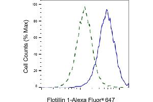 Validation of Flotillin 1 knockdown using flow cytometry.