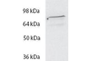 ABIN570717 (2µg/ml) staining of HeLa lysate (35µg protein in RIPA buffer). (Spartin (SPART) (Internal Region) anticorps)