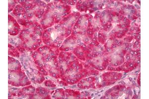 Anti-NOV / CCN3 antibody IHC of human pancreas. (NOV anticorps)