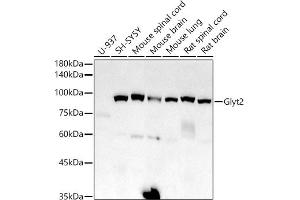 Western blot analysis of extracts of various cell lines, using Glyt2 antibody (ABIN7270475) at 1:1000 dilution. (SLC6A5 anticorps)