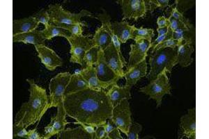 Immunofluorescence (IF) image for anti-Cadherin 5 (CDH5) antibody (ABIN2664234) (Cadherin 5 anticorps)