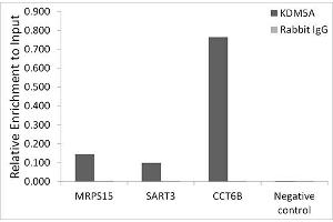 anti-Lysine (K)-Specific Demethylase 5A (KDM5A) antibody