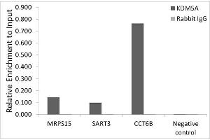 Chromatin immunoprecipitation analysis of extracts of HCT116 cells, using KDM5A antibody (ABIN6131816, ABIN6142800, ABIN6142801 and ABIN6223074) and rabbit IgG. (KDM5A anticorps)