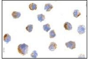 Immunocytochemistry of NGFR in A20 cells with AP30590PU-N antibody at 10 μg/ml. (NGFR anticorps)