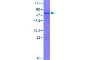 Image no. 1 for Zinc Finger Protein 396 (ZNF396) (AA 1-333) protein (GST tag) (ABIN1326163)