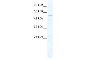 WB Suggested Anti-CHD1L Antibody Titration:  2. (CHD1L anticorps  (Middle Region))