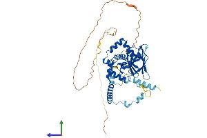AlphaFold protein structure predicition of Mouse Recombinant Mcrs1 Protein, UniprotID Q99L90