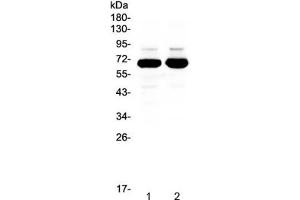 Western blot testing of 1) rat brain and 2) mouse brain lysate with SF1 antibody at 0.