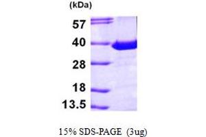 SDS-PAGE (SDS) image for Phosphatidylinositol Transfer Protein, alpha (PITPNA) (AA 1-270) protein (His tag) (ABIN667295) (PITPNA Protein (AA 1-270) (His tag))