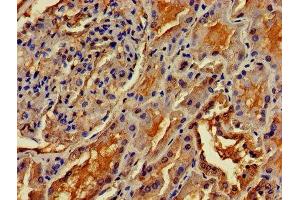 IHC image of ABIN7159465 diluted at 1:400 and staining in paraffin-embedded human kidney tissue performed on a Leica BondTM system.