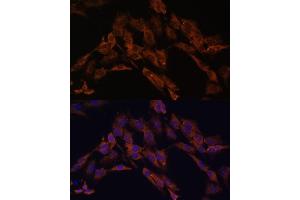 Immunofluorescence analysis of C6 cells using ENOX2 antibody (ABIN6129374, ABIN6140176, ABIN6140178 and ABIN6222855) at dilution of 1:100. (ENOX2 anticorps  (AA 411-610))
