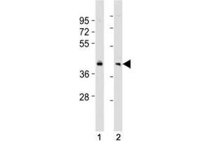Western blot testing of BMI1 antibody at 1:2000 dilution.