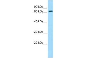 Western Blotting (WB) image for anti-Moesin (MSN) (C-Term) antibody (ABIN2789339) (Moesin anticorps  (C-Term))