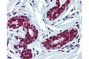 Anti-FUBP3 / FBP3 antibody IHC of human breast. (FUBP3 anticorps  (AA 503-552))