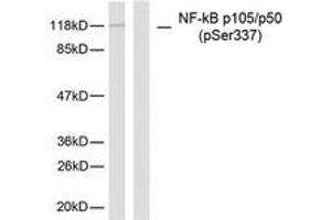 Western blot analysis of extracts from MDA-MB-435 cells, using NF-kappaB p105/p50 (Phospho-Ser337) Antibody. (NFKB1 anticorps  (pSer337))