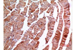 Immunohistochemistry (IHC) analysis of paraffin-embedded Mouse Muscle, antibody was diluted at 1:100.